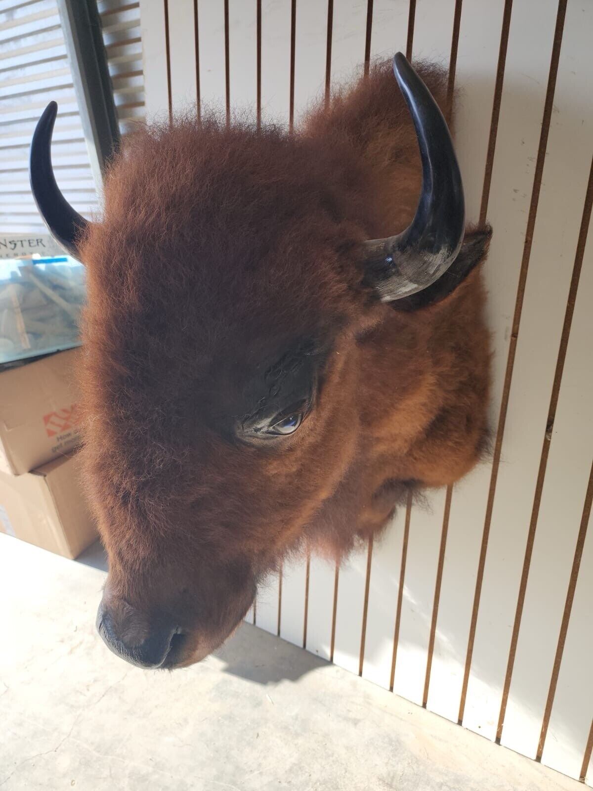 Real Buffalo / Shoulder Taxidermy Mount (you Get One Pictured) FH25