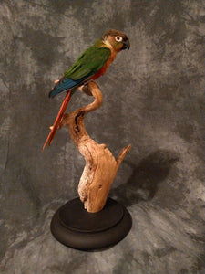 Green cheek conure taxidermy bird art