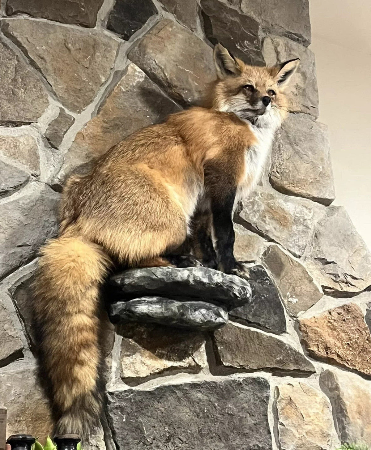 FHWASIM1 - Red Fox Taxidermy Full Body Mount Cabin Camp Man Cave Home Decor NEW!