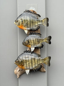 Real Skin Beautiful Sunfish Fish Taxidermy Wall Mount