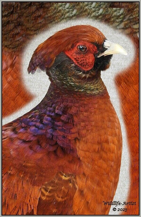 Pheasant Taxidermy Mount Bird Gamebird Feathers Exotic by Wildlife-Artist