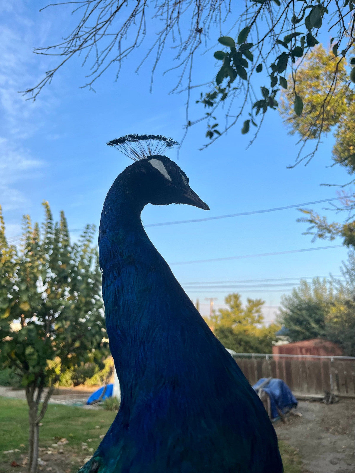 India Blue black shoulder PEACOCK Taxidermy Mount museum quality