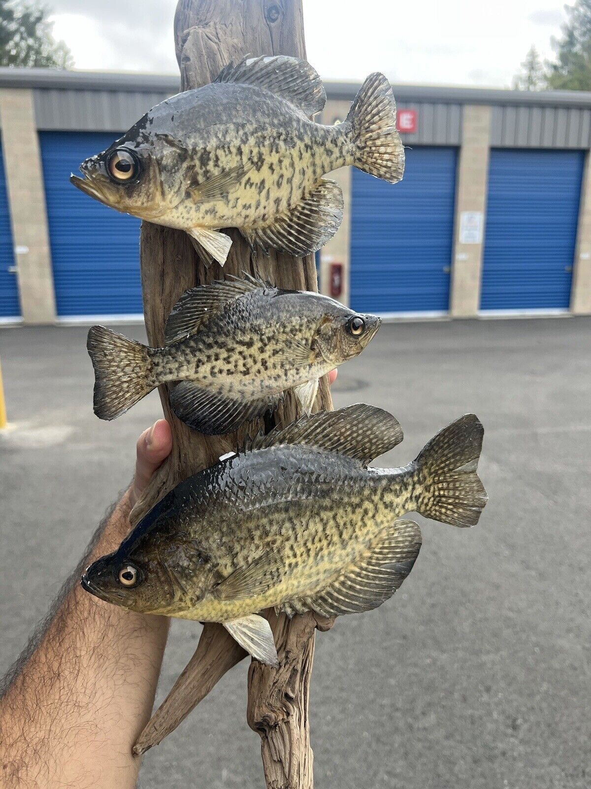 Beautiful Sunfish Crappie Perch Fish Taxidermy Wall Mount Art Wildlife