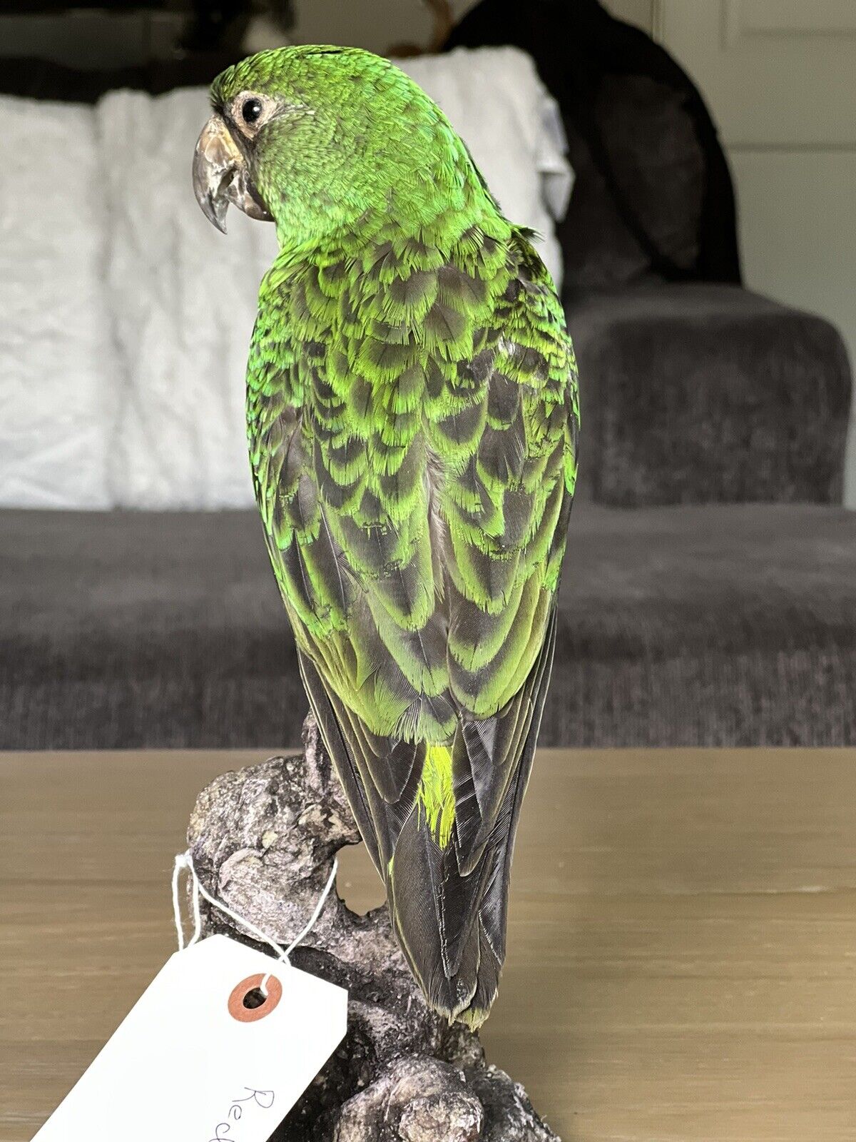 Fhcm88 - Red fronted parrot Taxidermy Mount Beautiful Colors