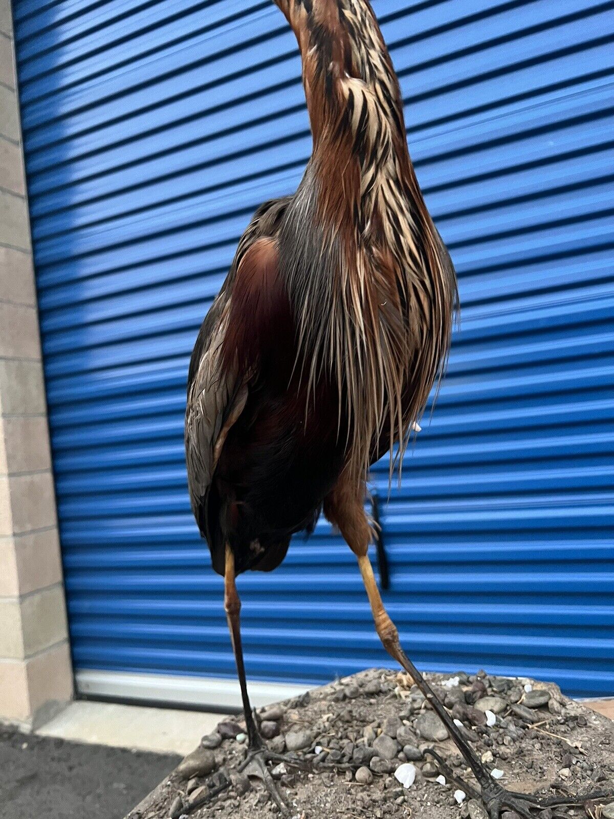 Stunning Purple Heron Bird Standing Pedestal Taxidermy Mount