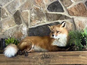 Red Fox Taxidermy Full Body Mount Cabin Camp Man Cave Home Office Den Decor NEW!