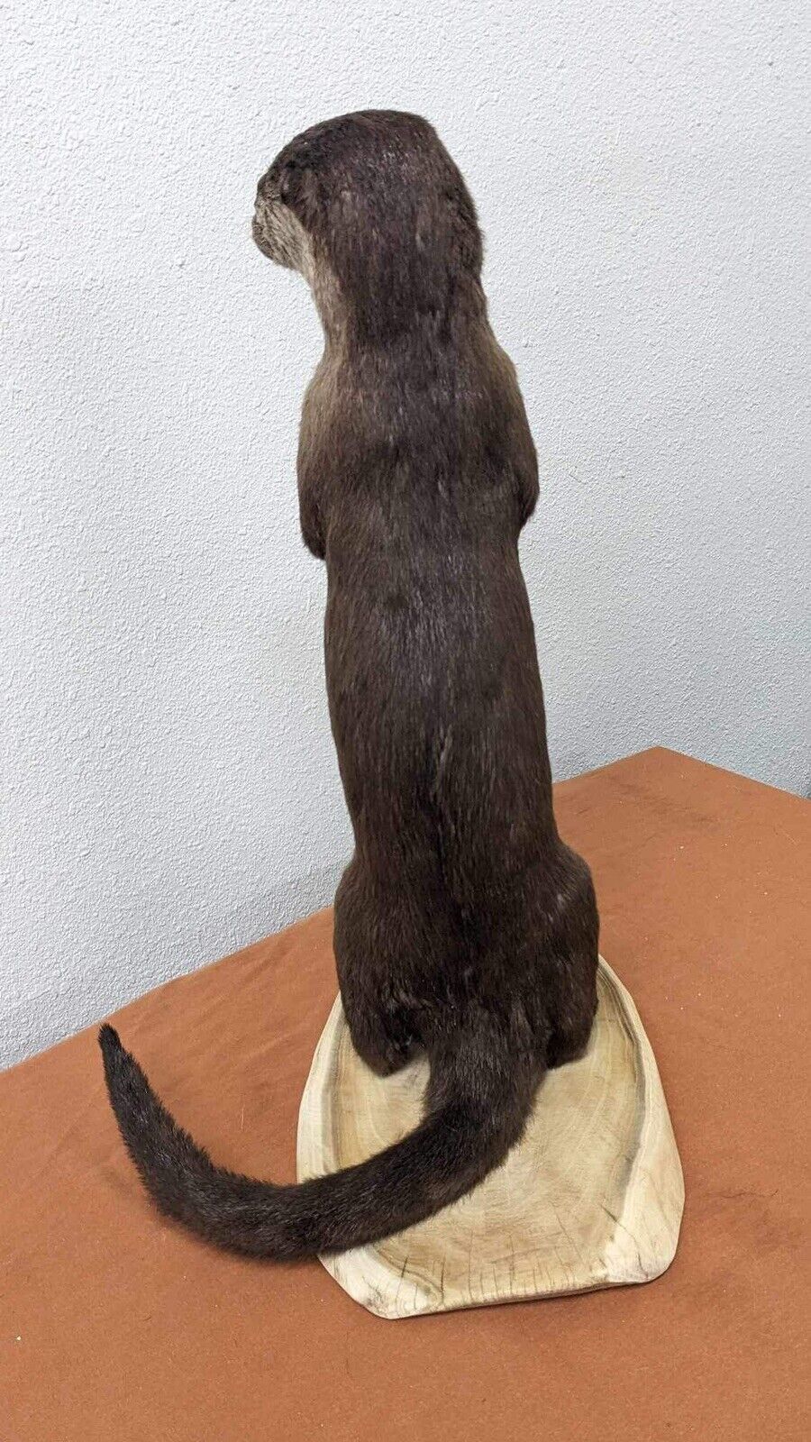 New Full Body Otter Taxidermy Mount