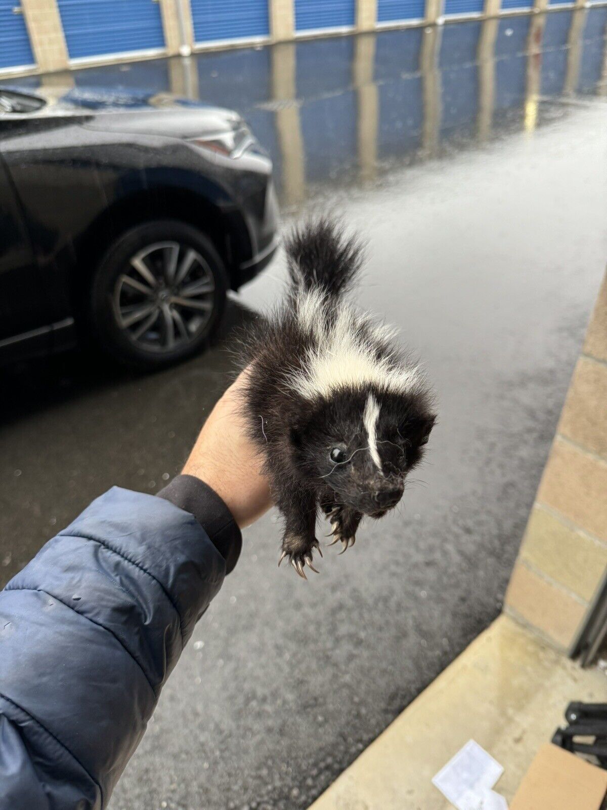 skunk baby taxidermy mount