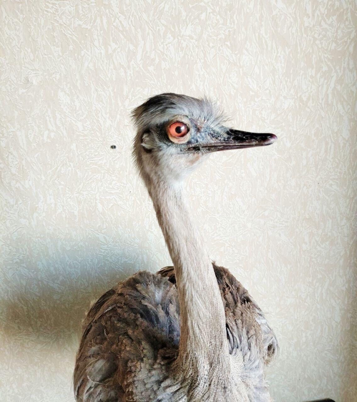 Museum Quality Ostrich Taxidermy Mount