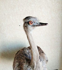 Museum Quality Ostrich Taxidermy Mount