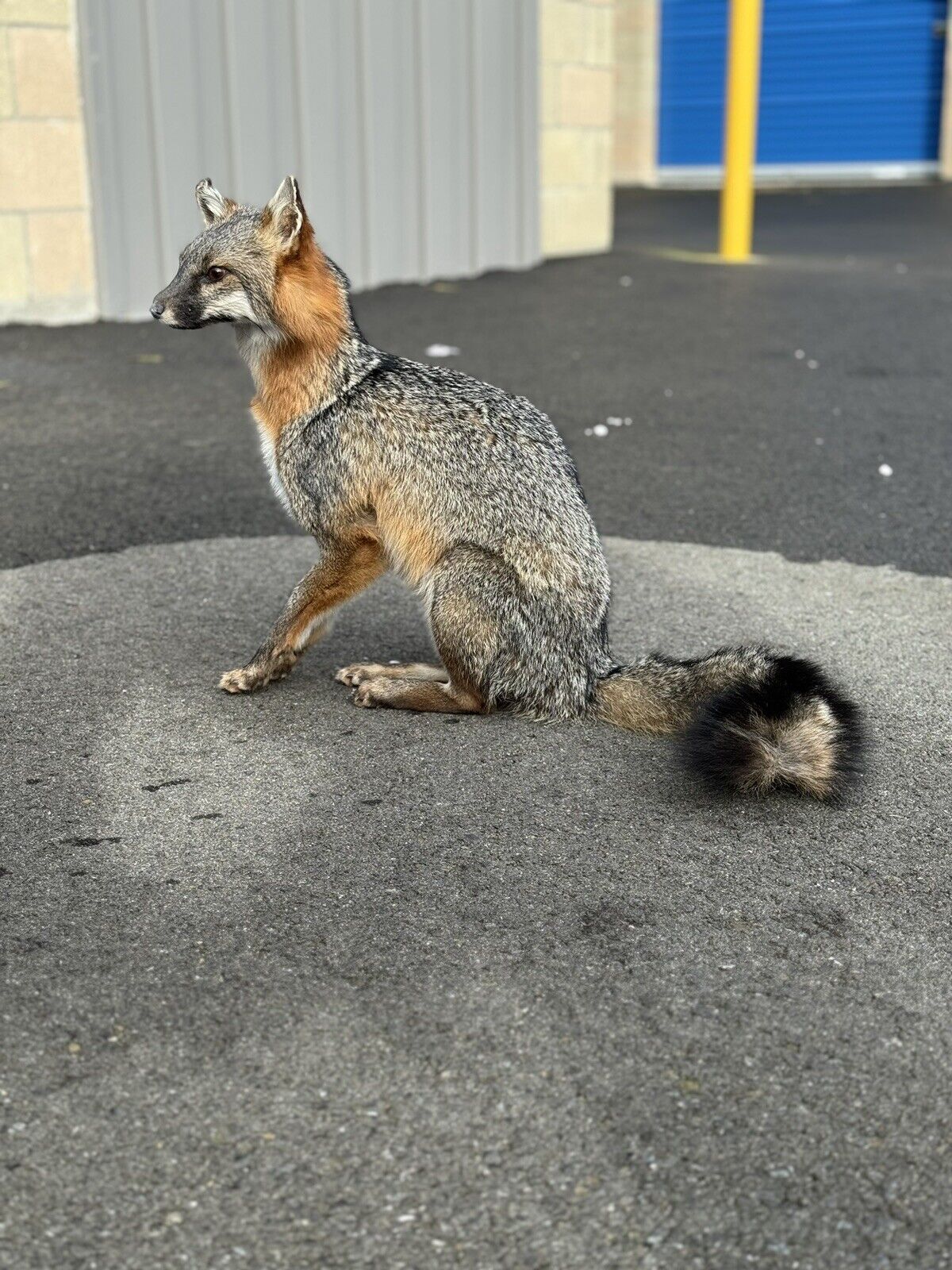 Grey Fox Taxidermy Full Body Mount Prime Fur