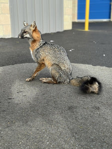 Grey Fox Taxidermy Full Body Mount Prime Fur