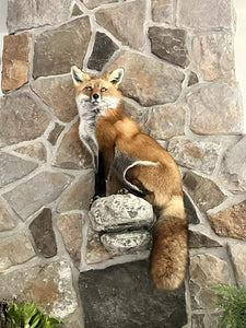 Red Fox Taxidermy Full Body Mount Cabin Camp Man Cave Home Office Den Decor NEW!