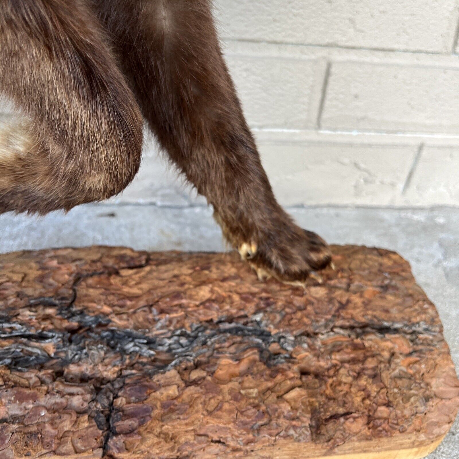 Taxidermy Red Fox (Full Body) On Pine Log