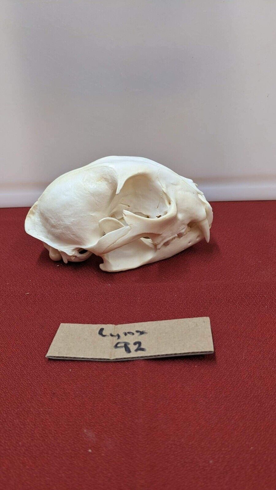 Real XL Alaskan Lynx Skull Animal Mounts Christmas Gifts Man Cave Decor Craft