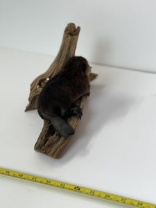 Beautiful Adorable Baby Beaver Kit Taxidermy Mount Art Wildlife #8