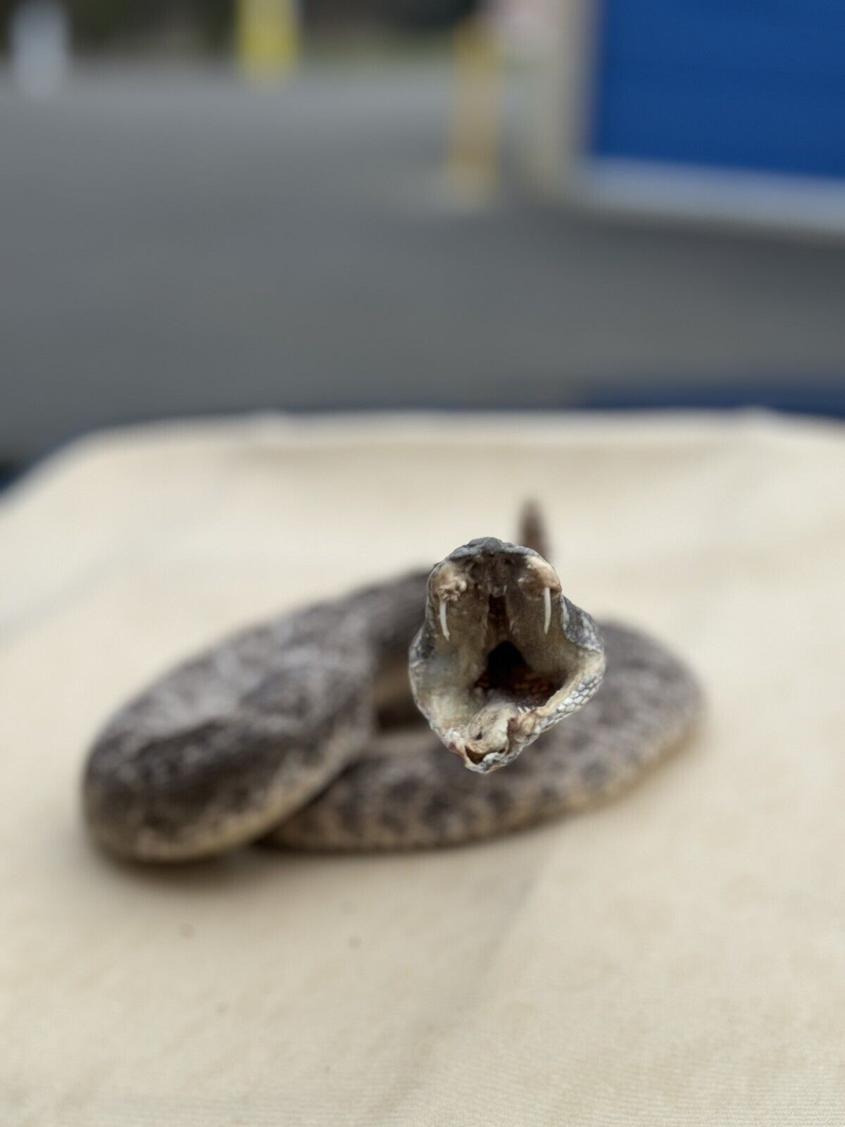 Large Real Rattle Snake Taxidermy Mount