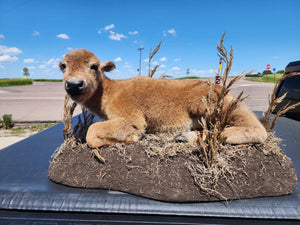 Real Baby Buffalo / Bison Taxidermy Mount New