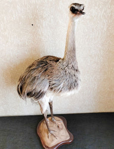 Museum Quality Rhea Ostrich Taxidermy Mount