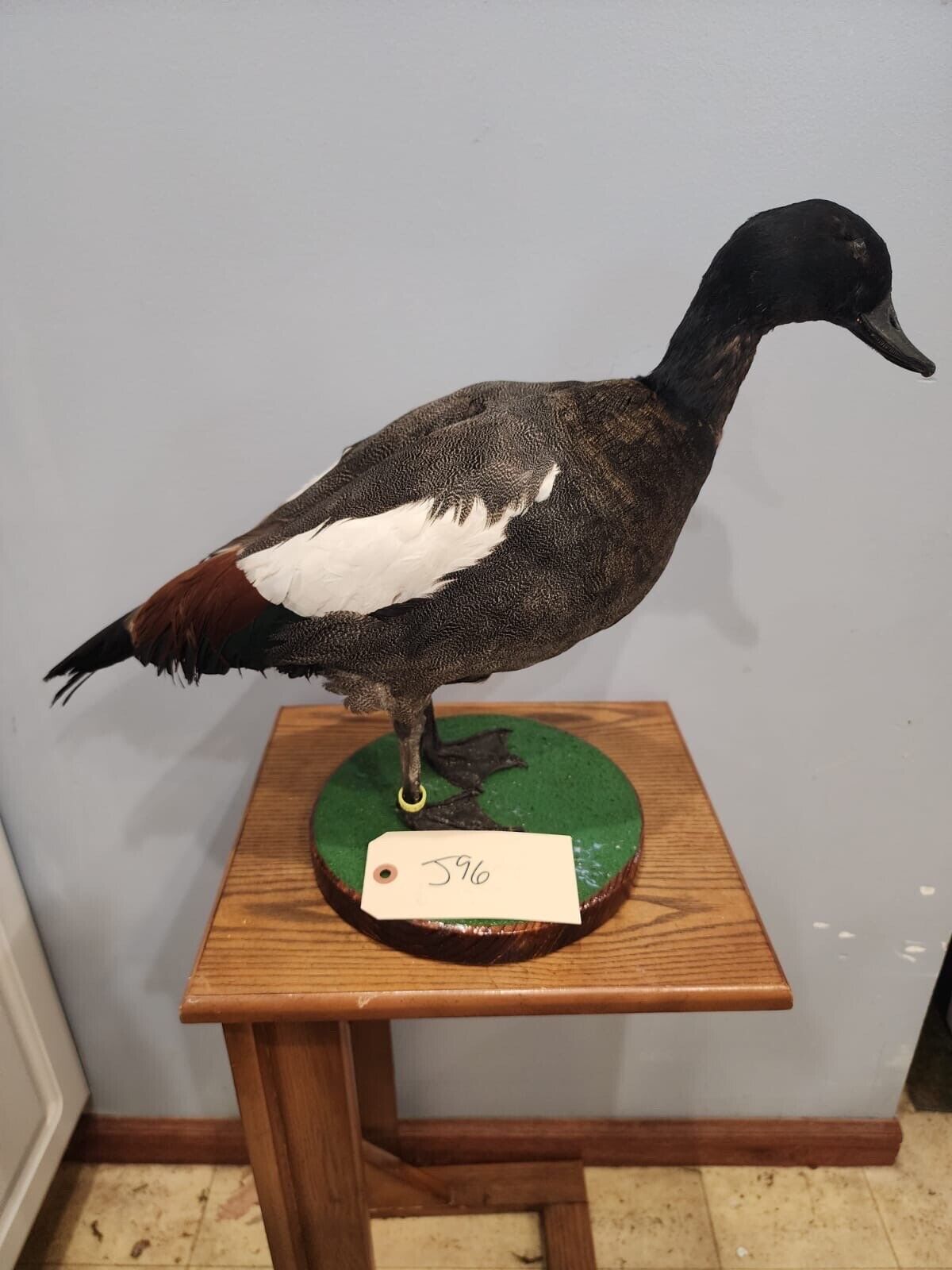 Beautiful Paradise shelduck Bird Taxidermy Mount