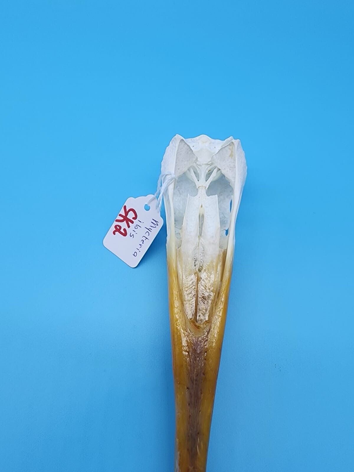 Real Yellow-billed stork Bird Skull Taxidermy Sk2