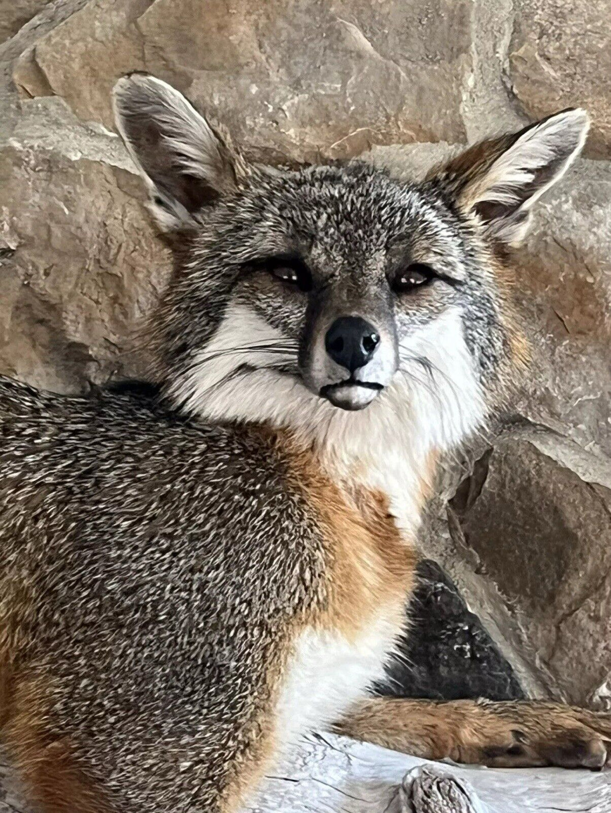 FHWA1212 - Grey Fox Taxidermy Full Body Mount Cabin Camp Man Cave Home Decor NEW