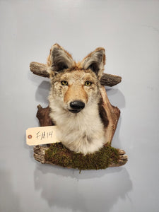 New Coyote Den Taxidermy Mount