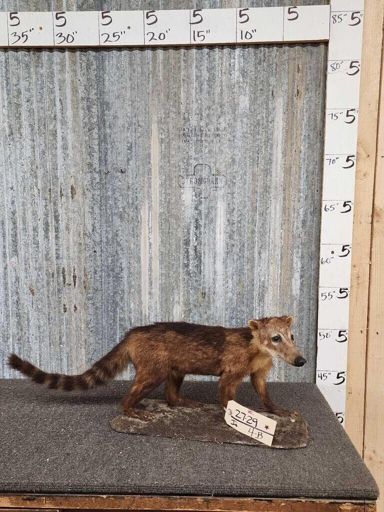 juvenile coatimundi taxidermy mount full body