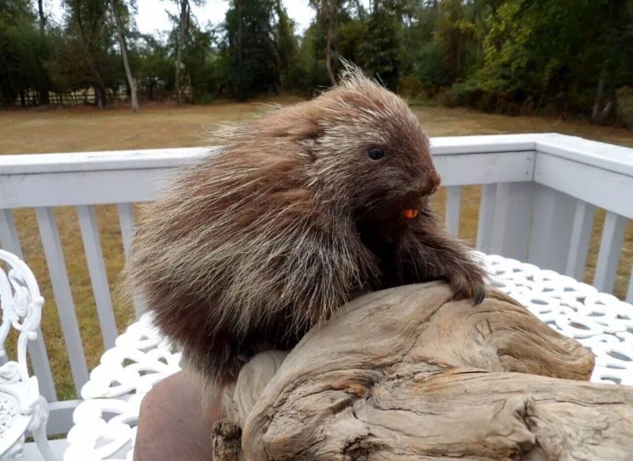 Old Taxidermy Porcupine Wooden Stand Cabin Decor