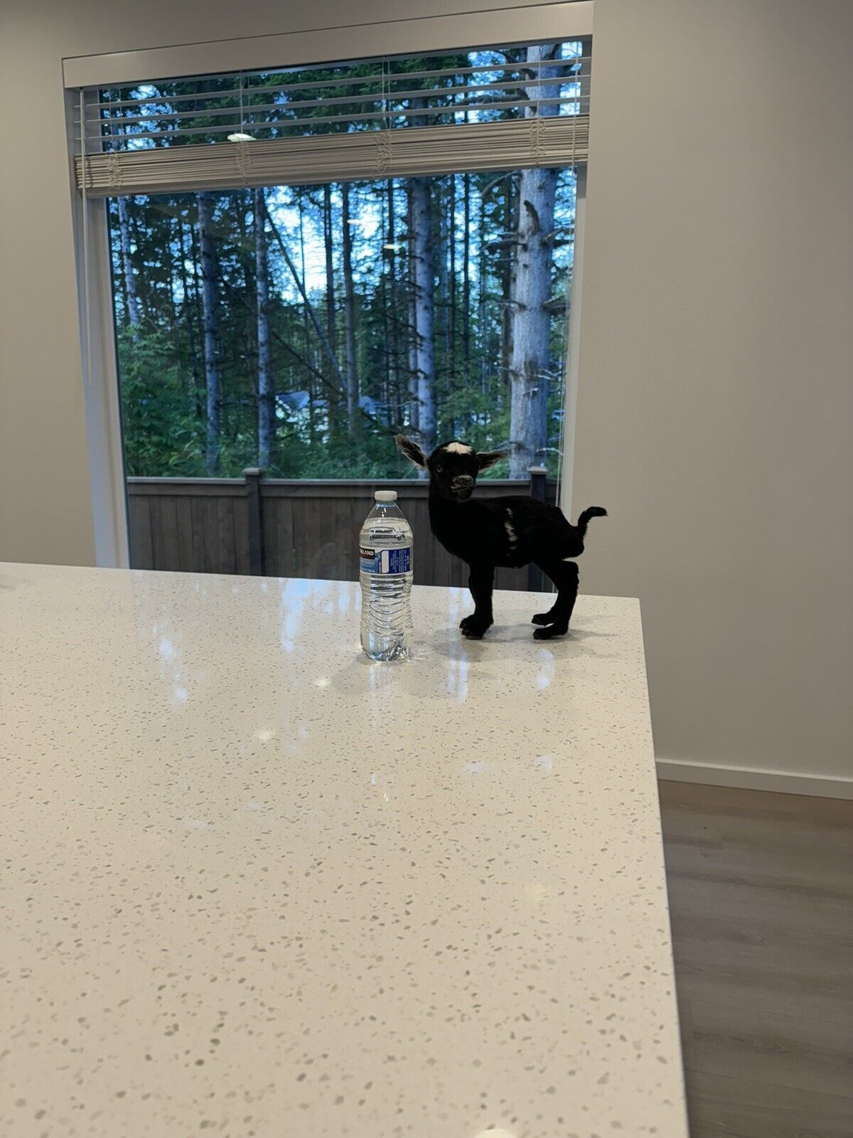 Super Tiny Baby Goat Taxidermy Mount