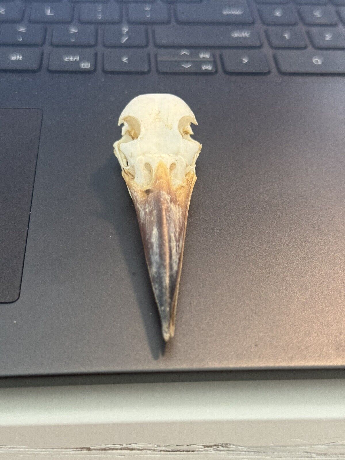 Real Collared kingfisher Bird Skull Taxidermy