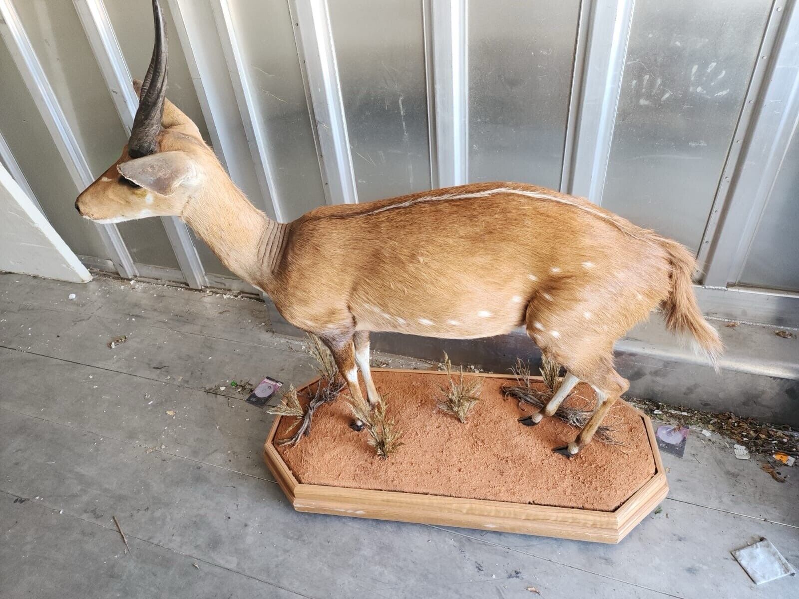 African Bush Buck Full Body Taxidermy Mount FH35