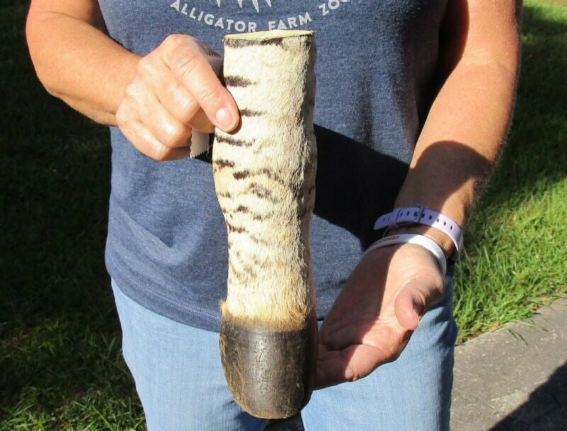 Authentic large Burchell's Zebra Leg