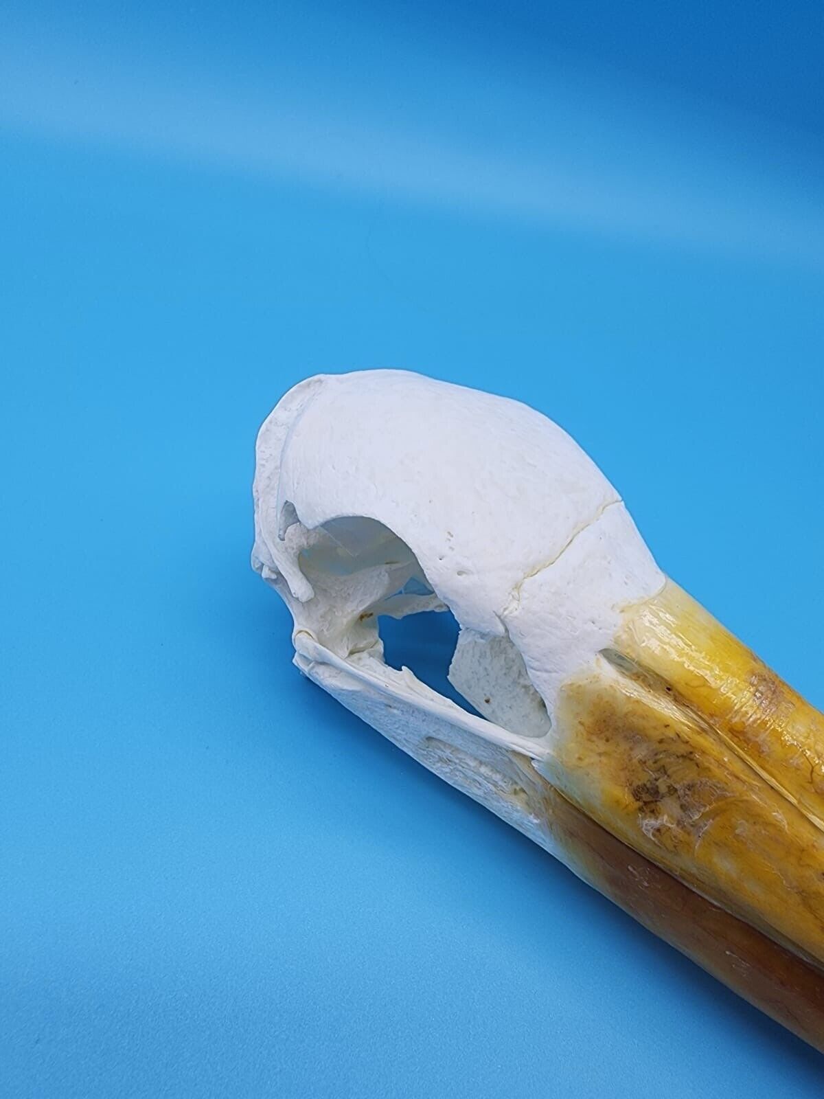 Real Yellow-billed stork Bird Skull Taxidermy Sk2