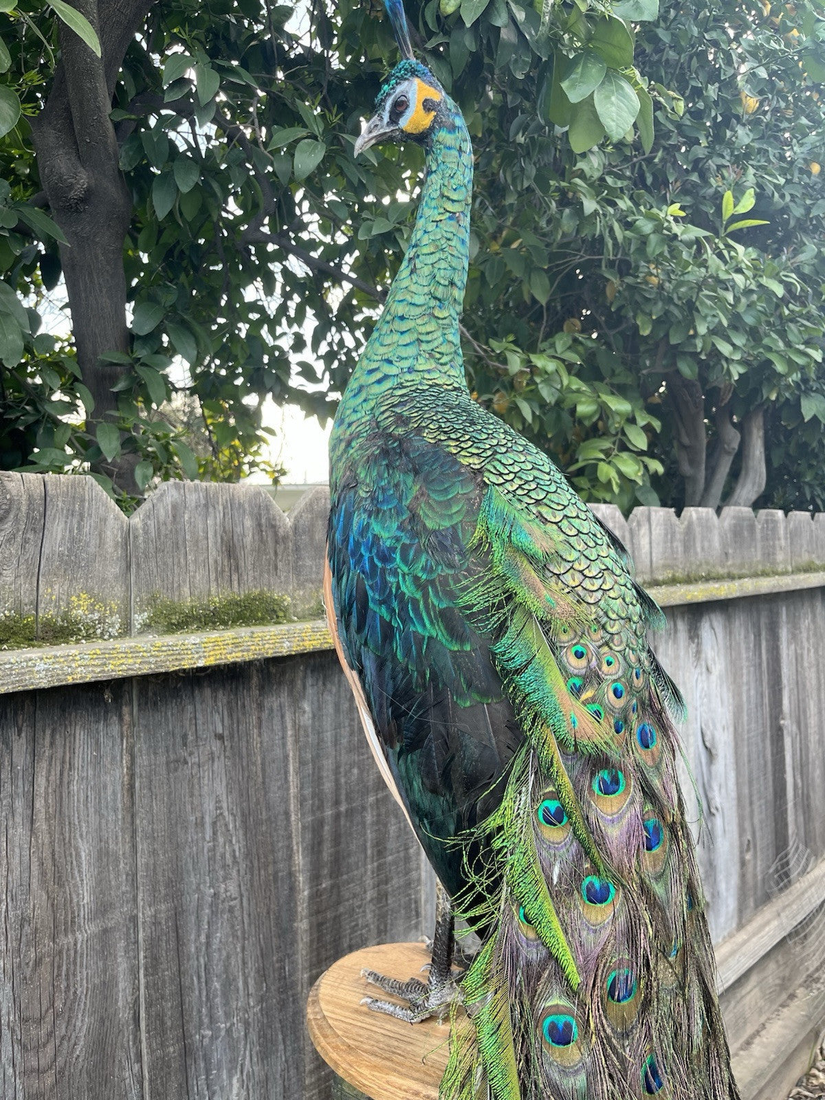 FHJOEL1-Real Java PEACOCK Taxidermy Mount museum quality Facing Left