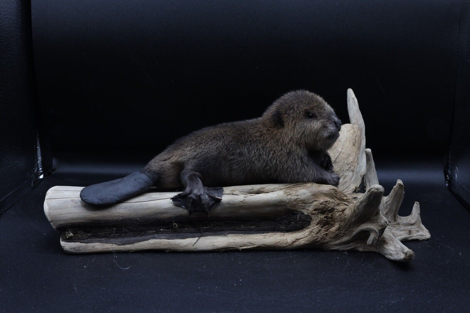 Museum Quality Beautiful Adorable Baby Beaver Kit Taxidermy Mount Art Wildlife