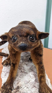 New Full Body Kinkajou Taxidermy Mount