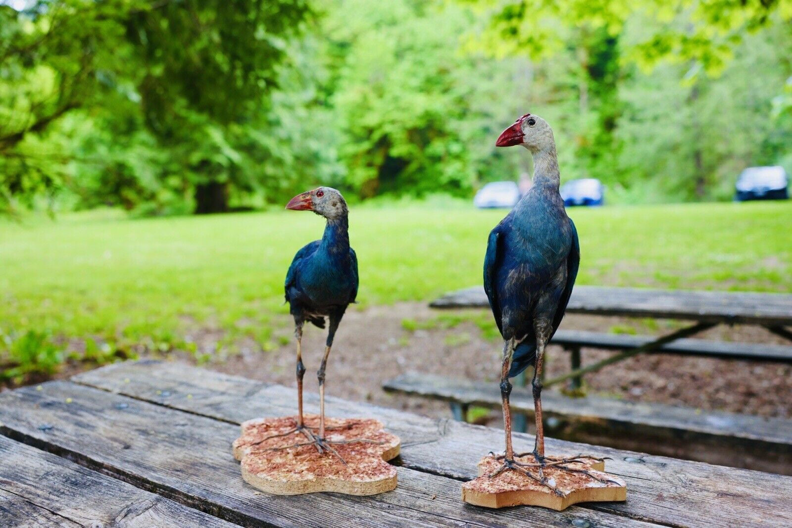 HA47 Grey Headed Swamphen (Porphyrio Poliocephalus) Bird Mount Taxidermy