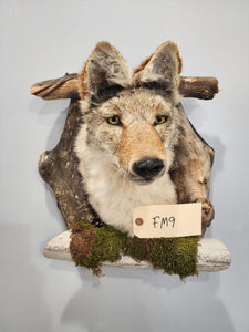 New Coyote Den Taxidermy Mount