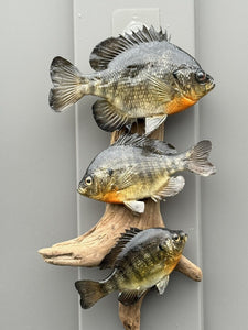 Real Skin Beautiful Sunfish Fish Taxidermy Wall Mount