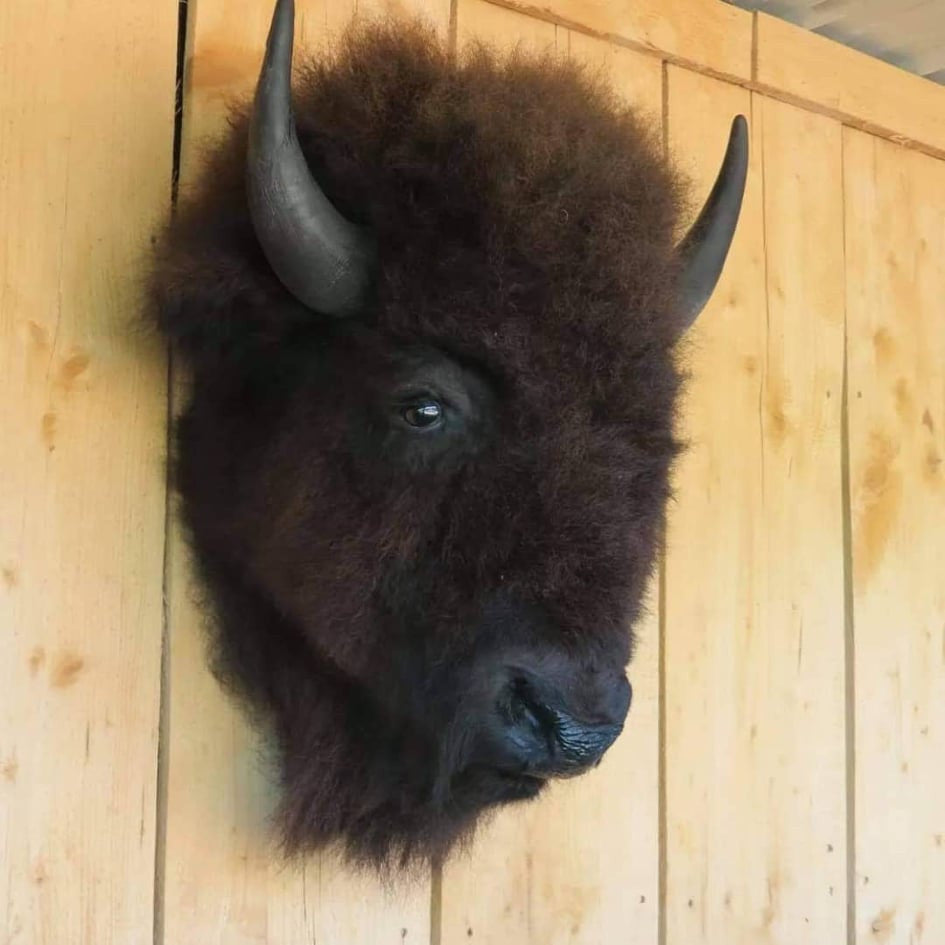 Real Buffalo / Bison neck Head Taxidermy Mount New