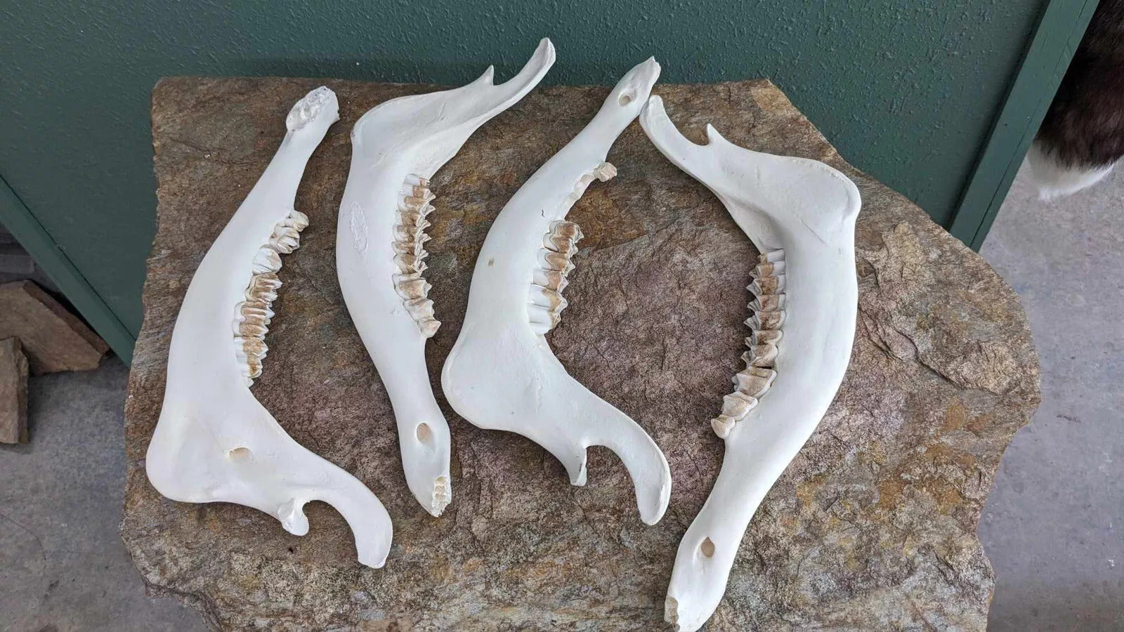 Elk jaw Bones Matching Pairs