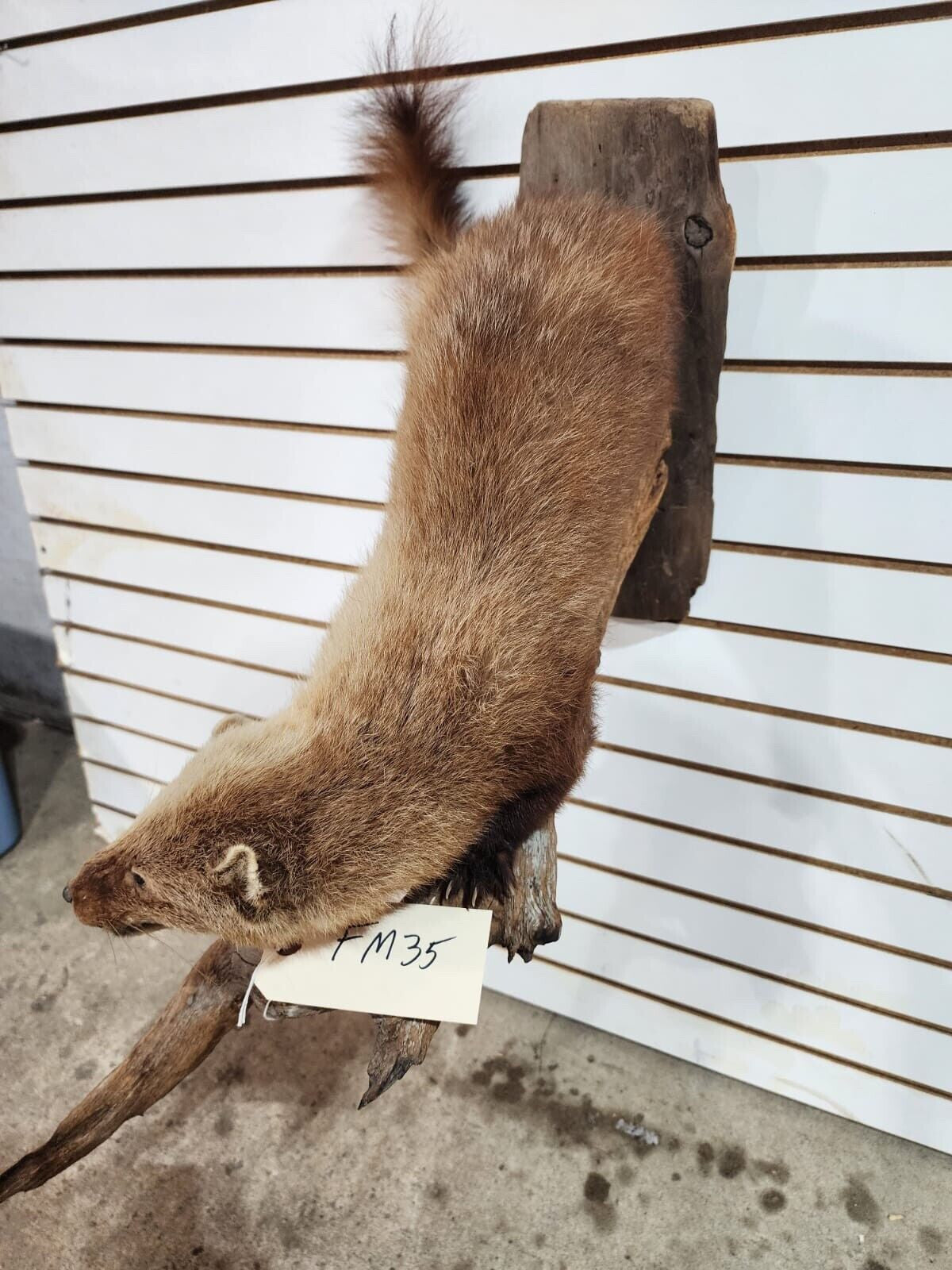 Rare Long Fur Fisher Taxidermy Mount