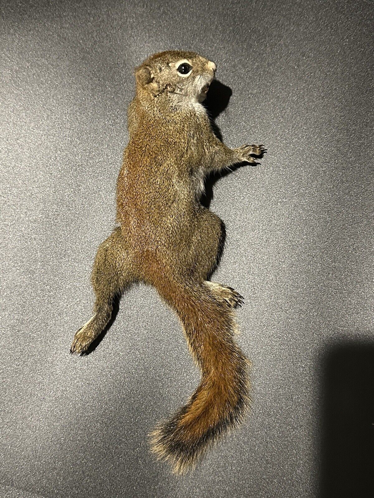 Beautiful Adorable Red Squirrel Small Animal Taxidermy Mount Art Wildlife 30S