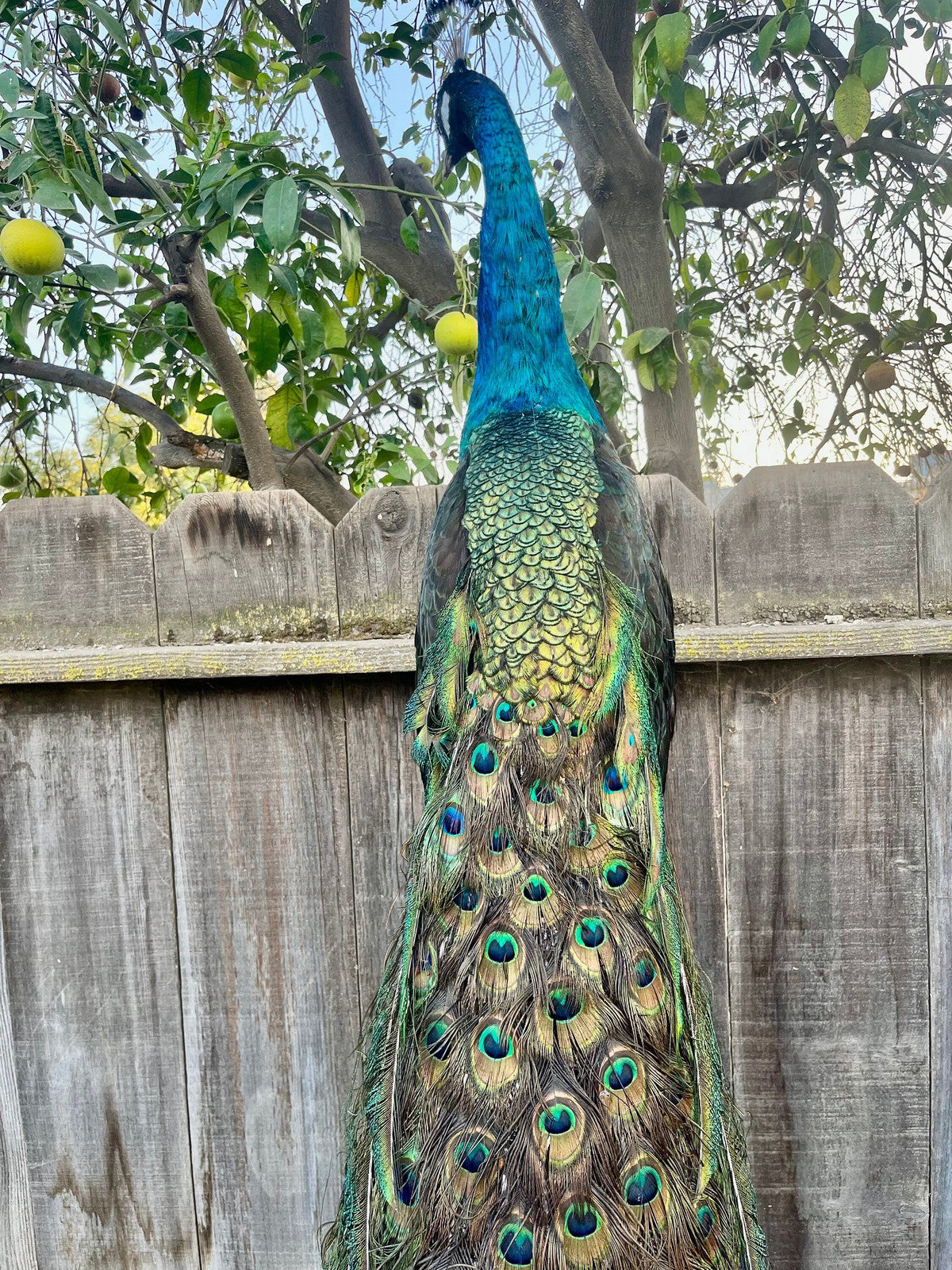 India Blue black shoulder PEACOCK Taxidermy Mount museum quality