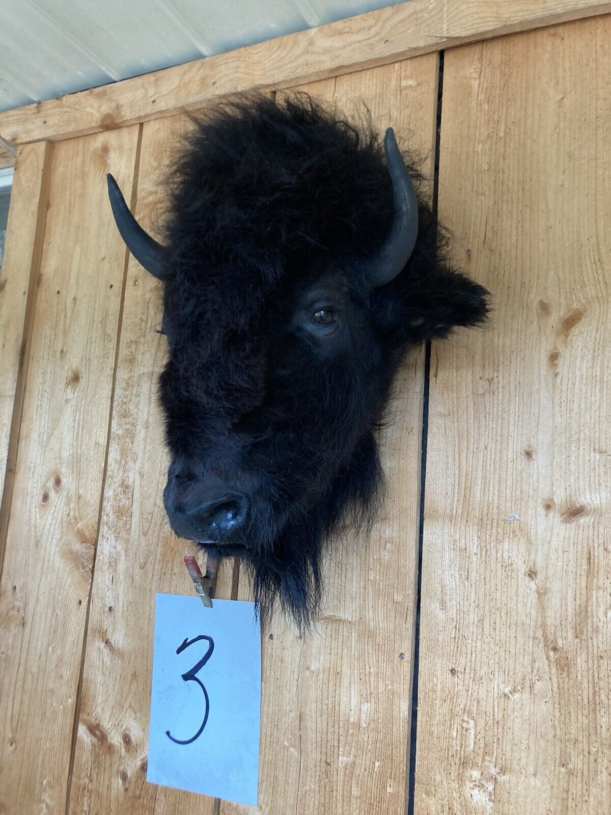 Mark Buffalo / Bison Head Taxidermy Mount New Neck Mount