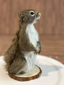 Beautiful Adorable Red Squirrel Small Animal Taxidermy Mount Art Wildlife 12S