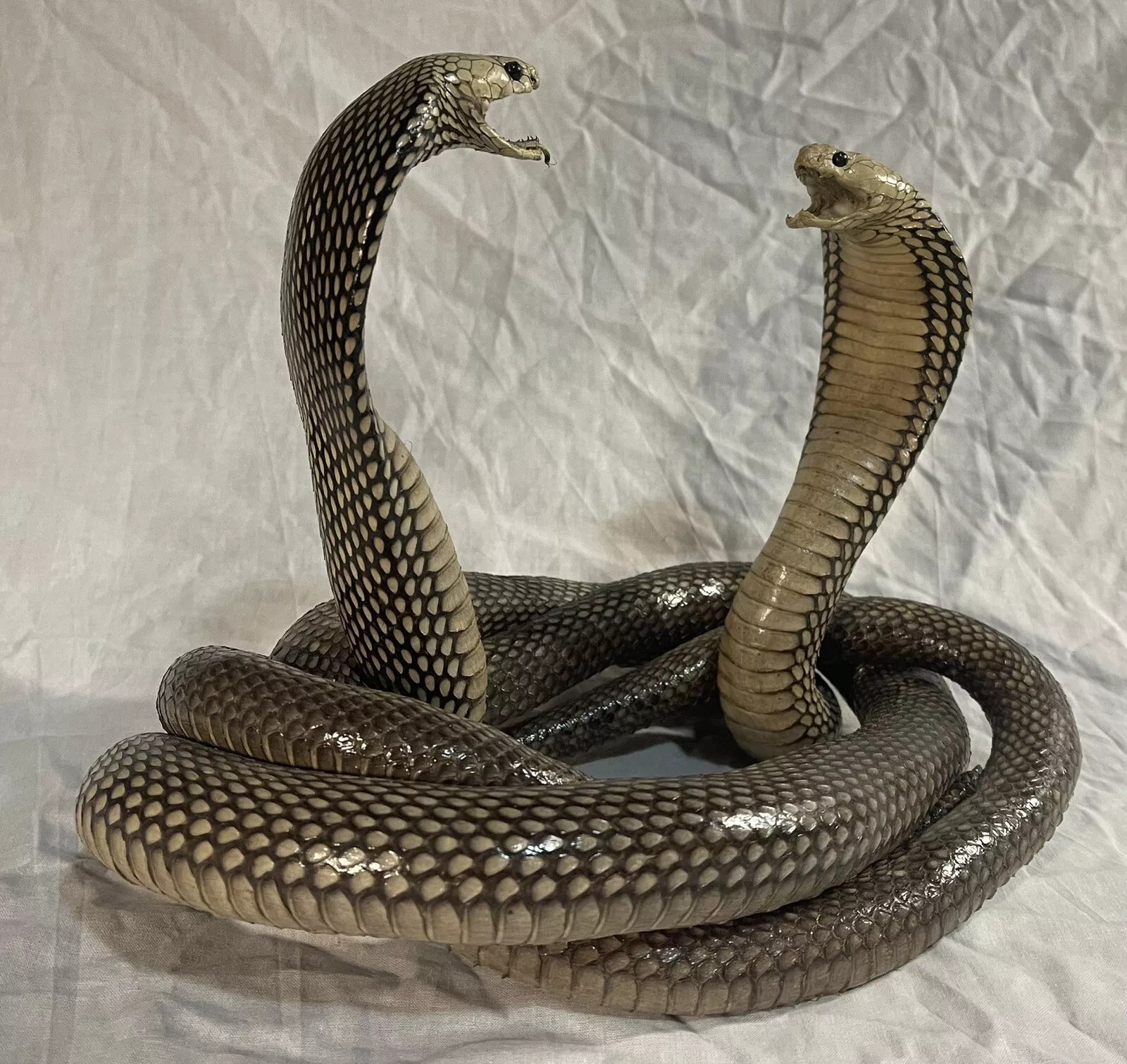Beautiful Double Cobra Snake Taxidermy