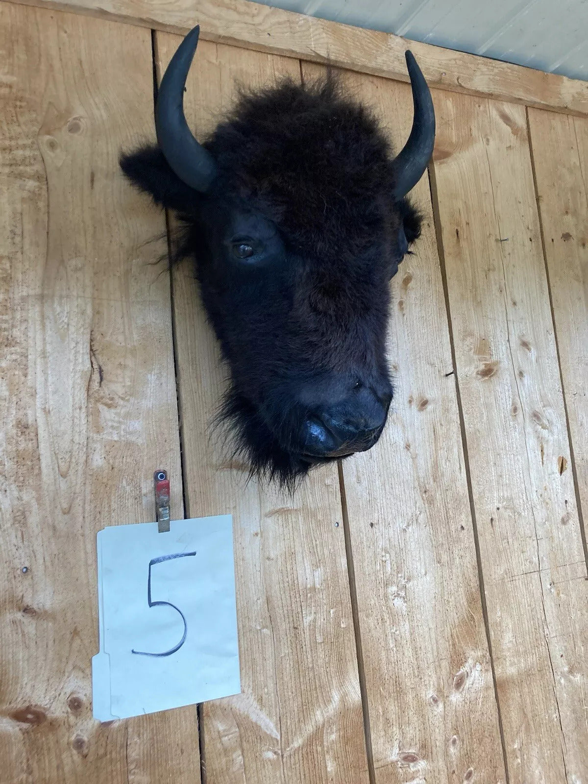 Real Buffalo / Bison Head Taxidermy Mount New Neck Mount (you Get One Pictured)