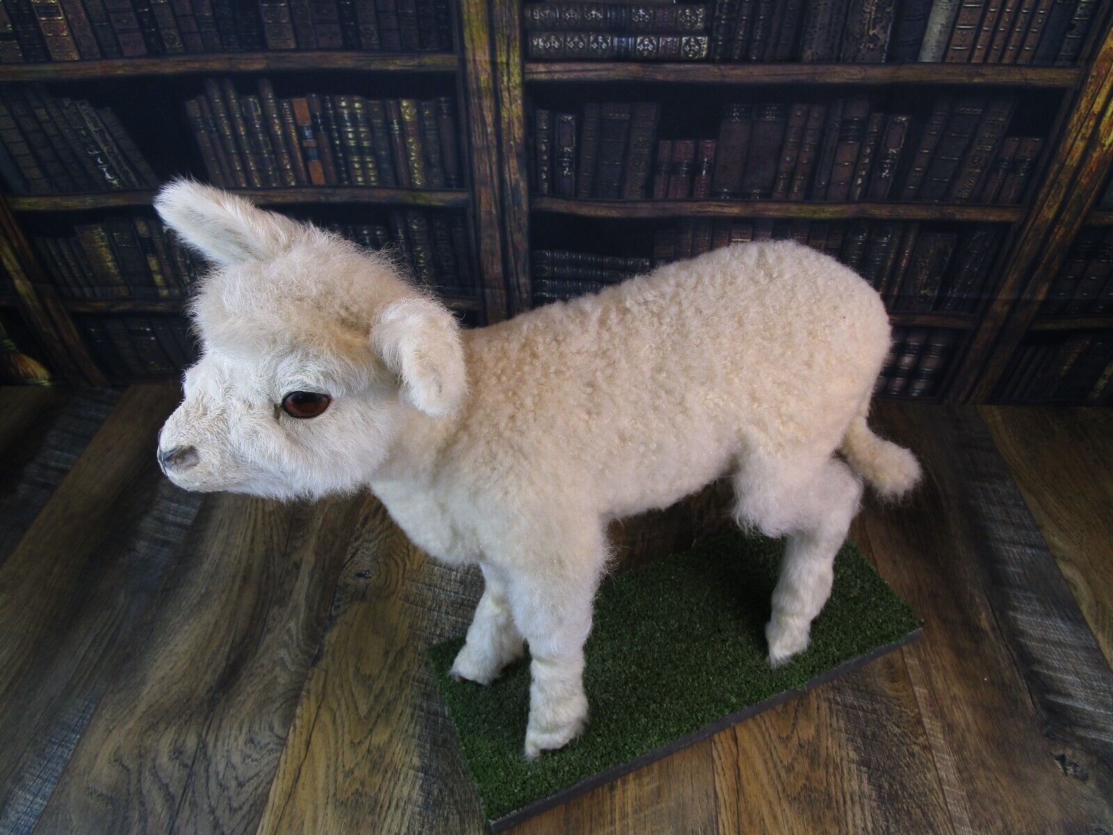 Preowned Taxidermy LAMB SHEEP Full Body STANDING ON MOUNT Excellent Condition